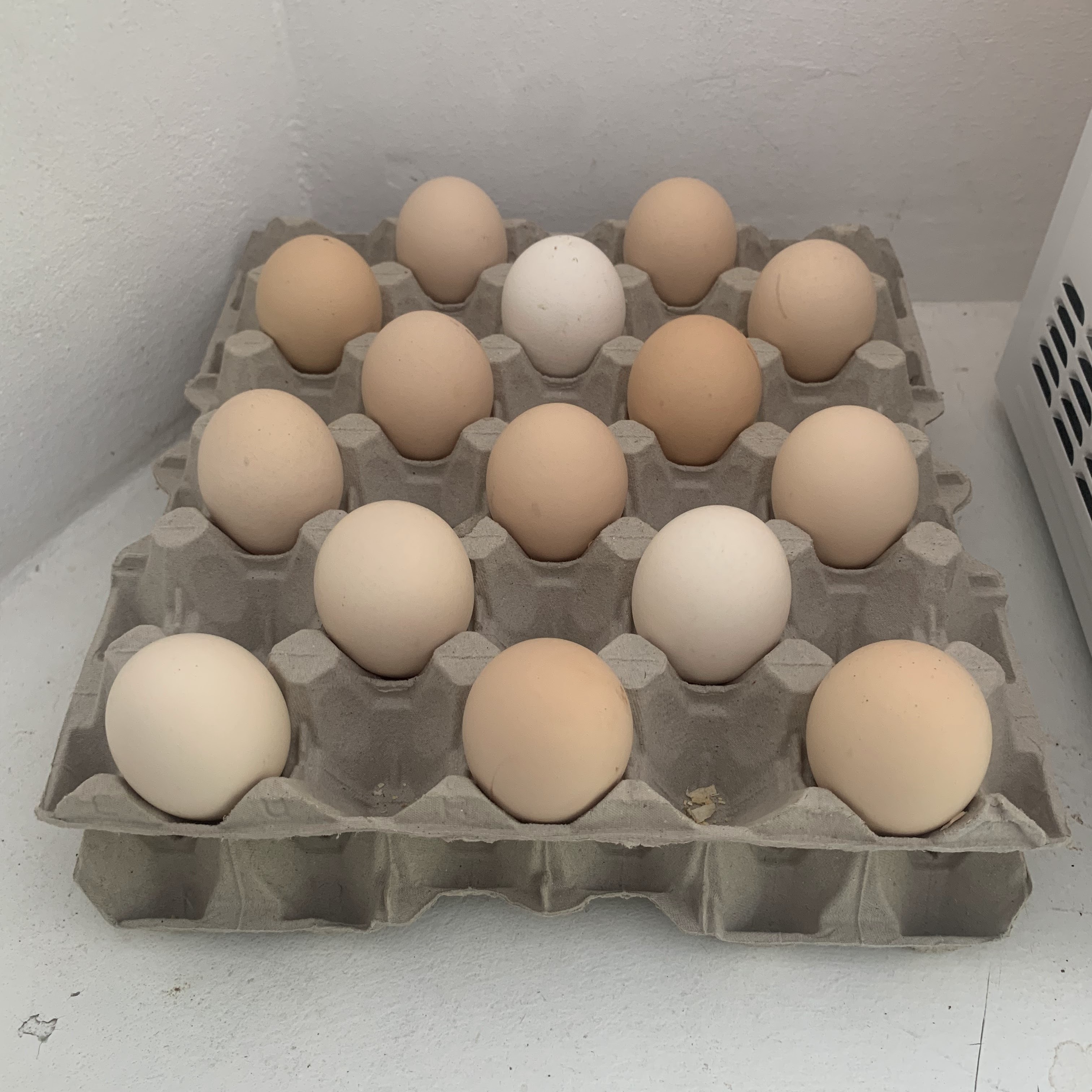 farm fresh eggs